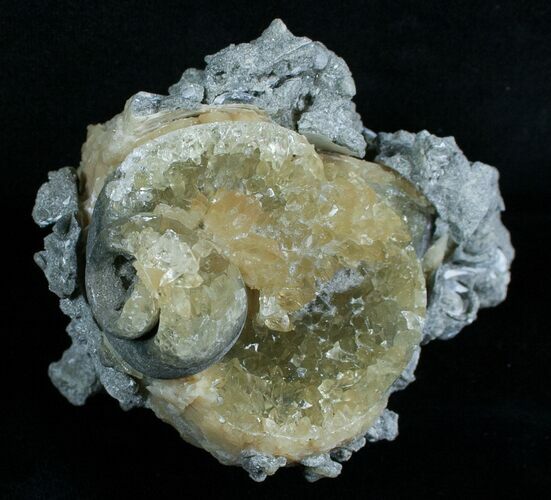Partial Fossil Whelk With Golden Calcite Crystals #6051